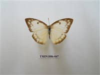 藏品(遷粉蝶)的圖片